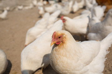 散養(yǎng)雞圖片素材 家禽攝影與養(yǎng)殖的完美結(jié)合