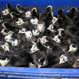 馮氏家禽養殖場 專業提供廣東火雞苗與福建火雞苗，專注光禽屠宰與生產