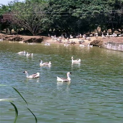 肇慶桂柳鴨苗批發與養殖 產業鏈條下的家禽利潤解析