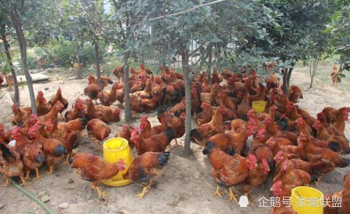 雞價(jià)探底回升，光禽產(chǎn)業(yè)助力家禽行情向好發(fā)展