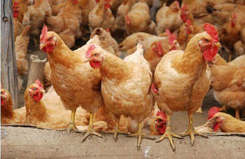提升雞群均勻度 科學(xué)養(yǎng)殖是正道，勿信旁門左道