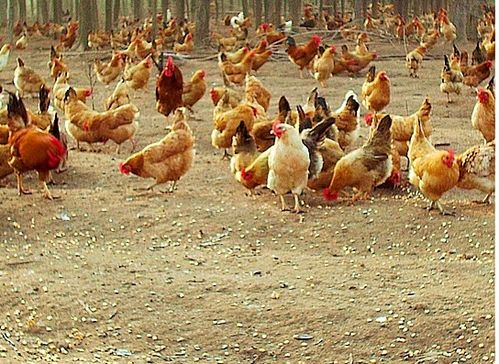 臺風(fēng)“天鴿”來襲，家禽養(yǎng)殖戶如何做好防災(zāi)減災(zāi)工作？