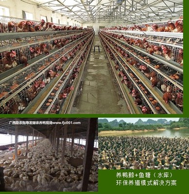 專業(yè)助農(nóng)家禽養(yǎng)殖服務(wù) 賦能農(nóng)戶，提升養(yǎng)殖效益