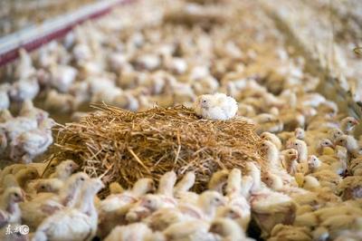 10種低成本蛋白質(zhì)家禽飼料，為您的養(yǎng)殖業(yè)降本增效